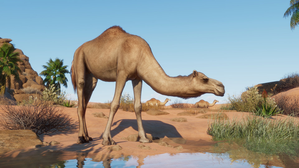 Planet Zoo: The Arid Animal Pack
