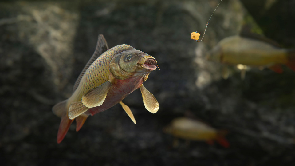 SCUM - Supporter Bundle