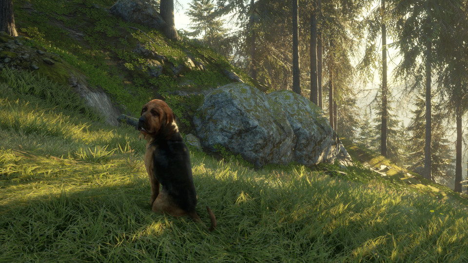theHunter: Call of the Wild - Bloodhound